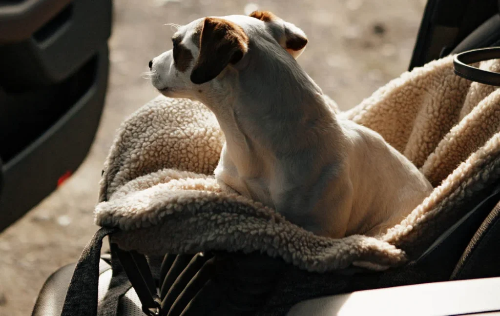 Honda CR-V Dog Carrier Car Seat for Russell Terrier