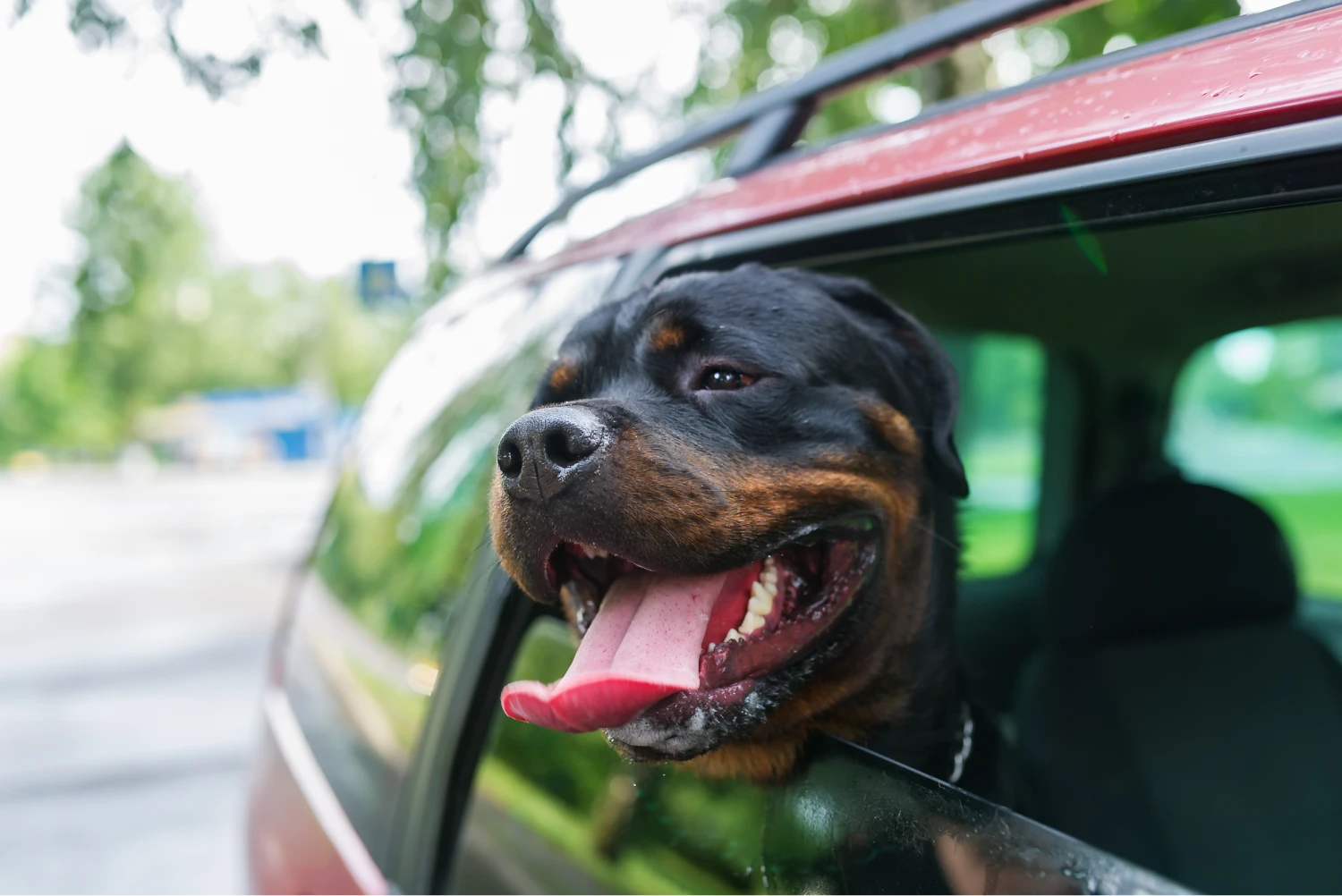 Mazda6 Dog Safety Belt for Rottweilers