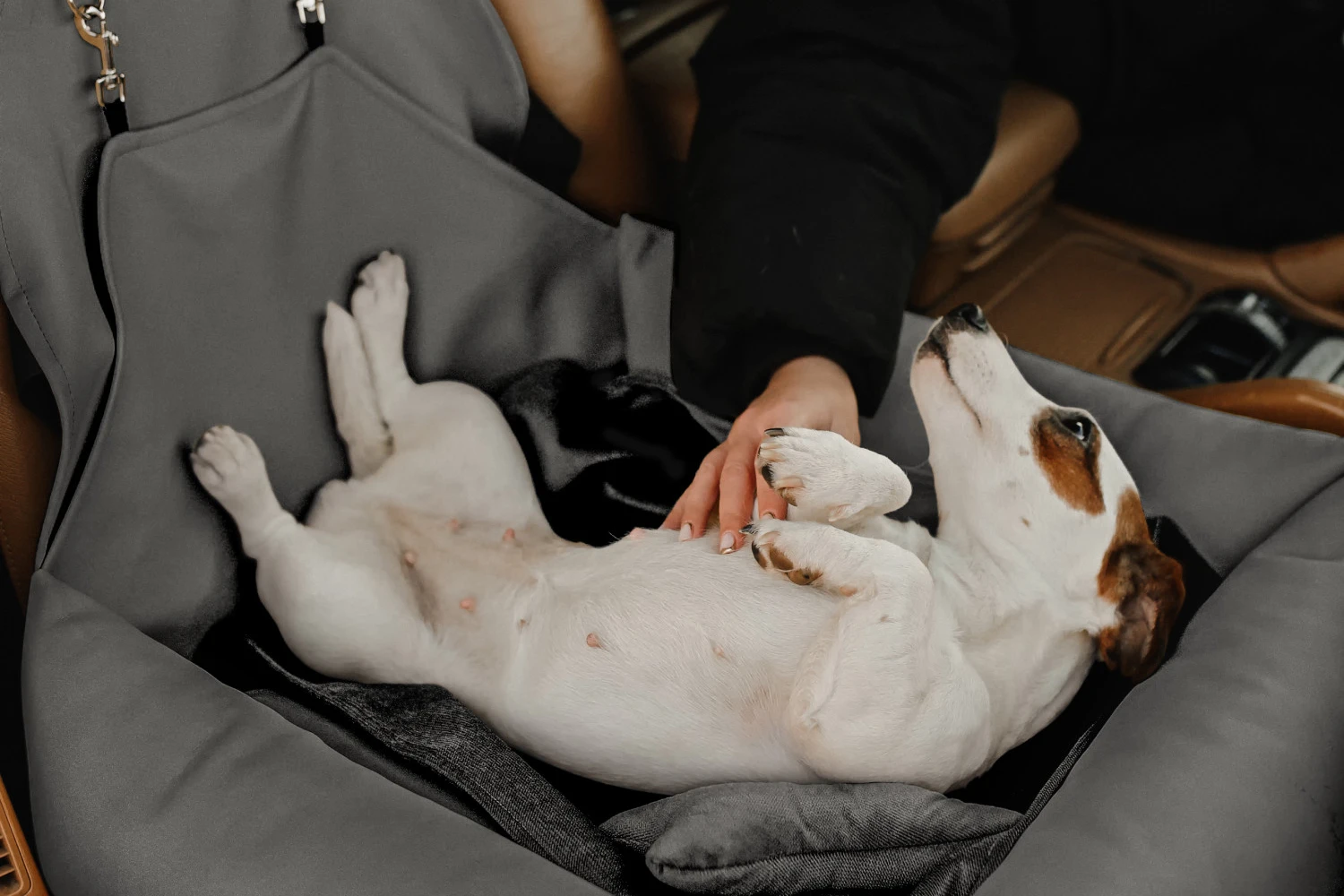 Volkswagen Passat Dog Car Seat for Miniature Schnauzers