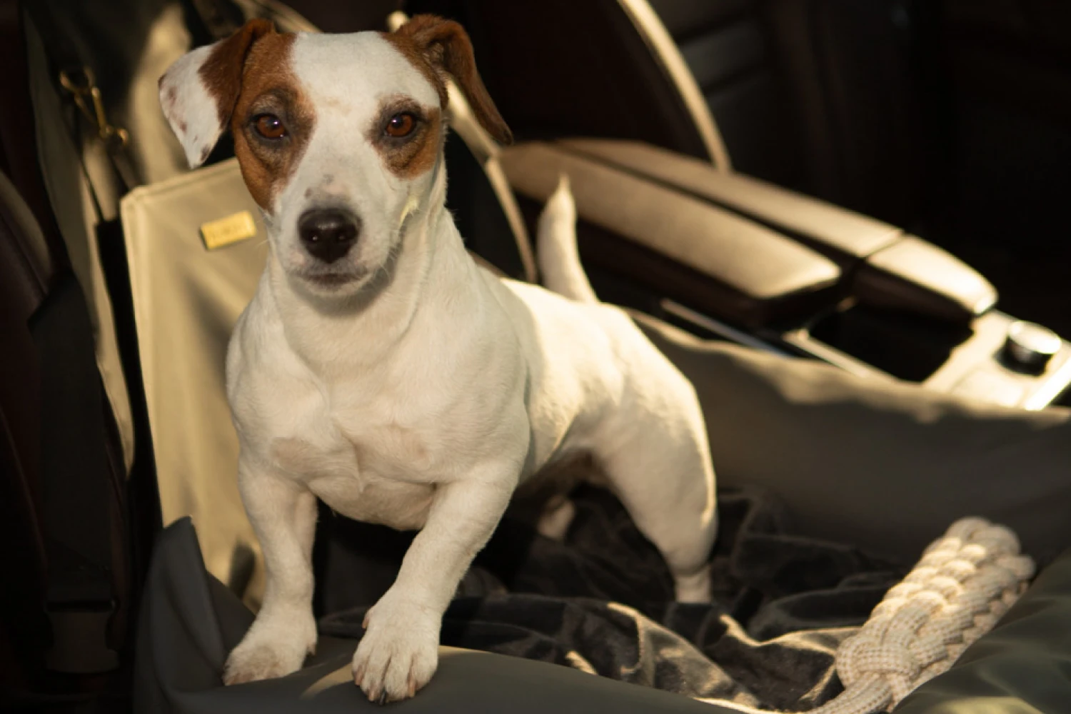 Audi A4 Dog Car Seat for Cocker Spaniels