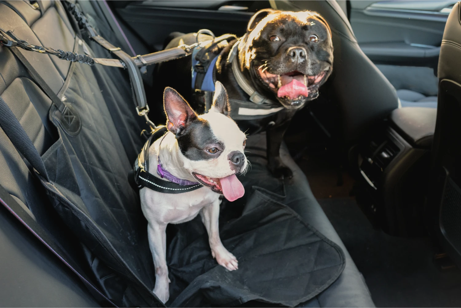 Hyundai Tucson Dog Car Seat Belt for Bull Terriers