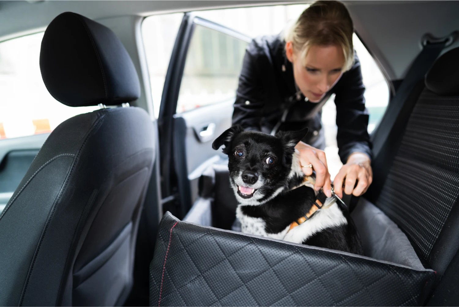 Biewer Terriers Dog Car Seat Belt for Honda Odyssey