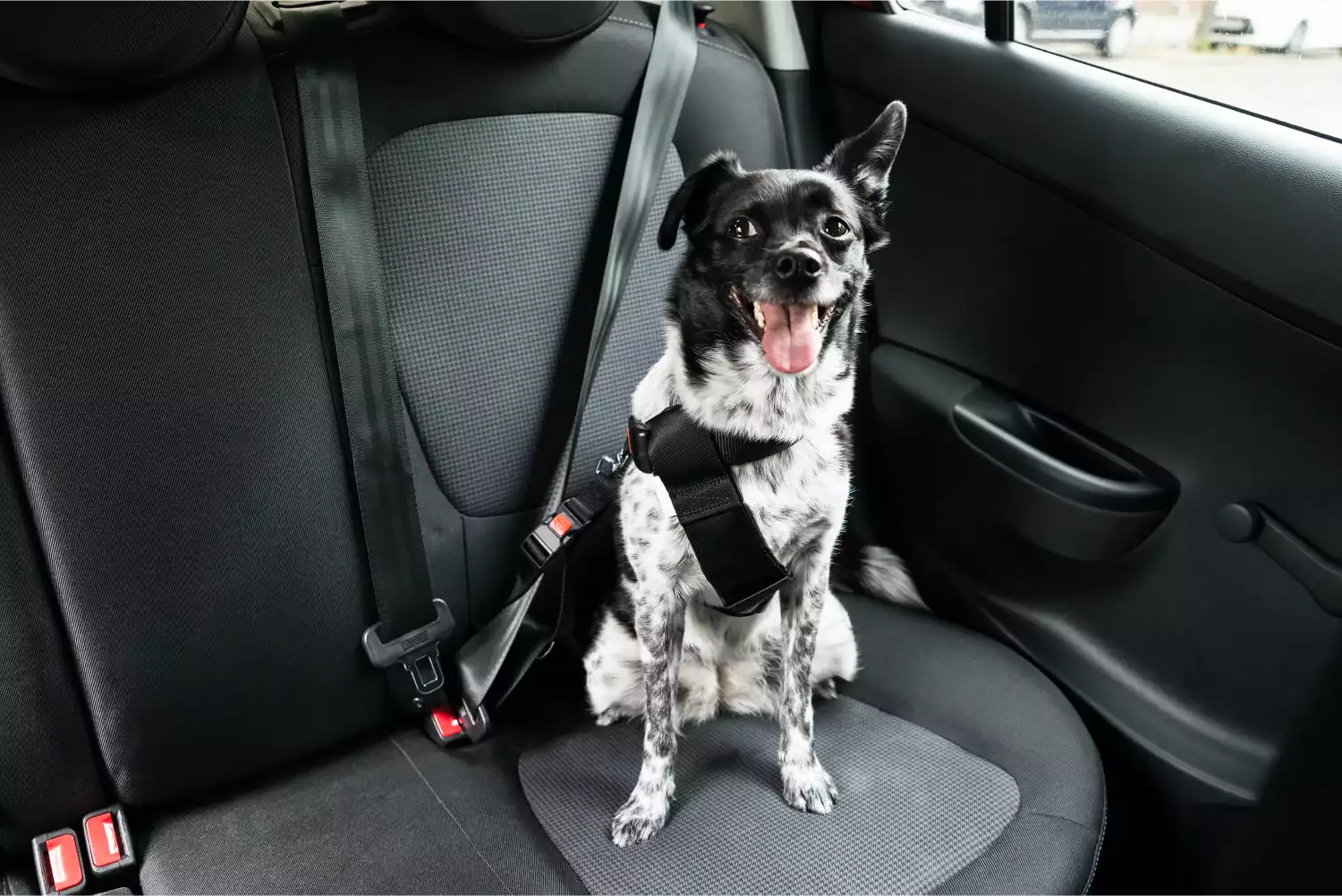Audi Q5 Dog Safety Belt for Norwegian Elkhounds